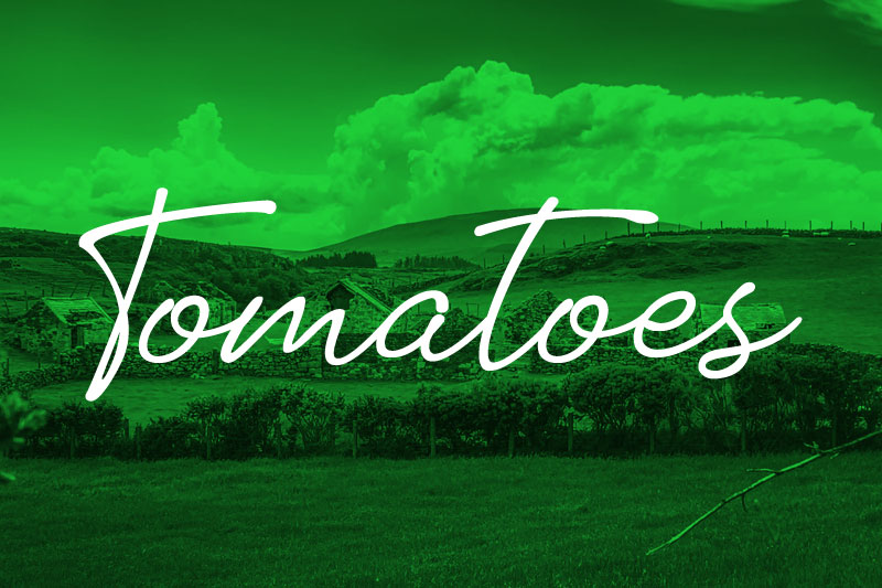 tomatoes farmhouse font