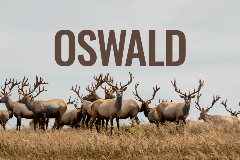 Oswald Condensed Font