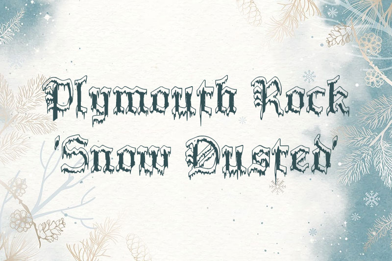 plymouth rock 'snow dusted' snow font