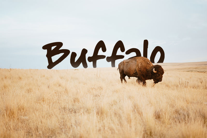 buffalo stance marker font