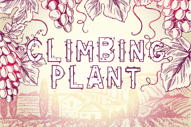climbing plant vine font