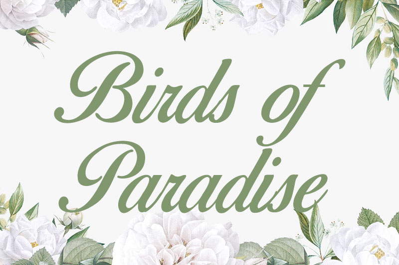 birds of paradise thank you font