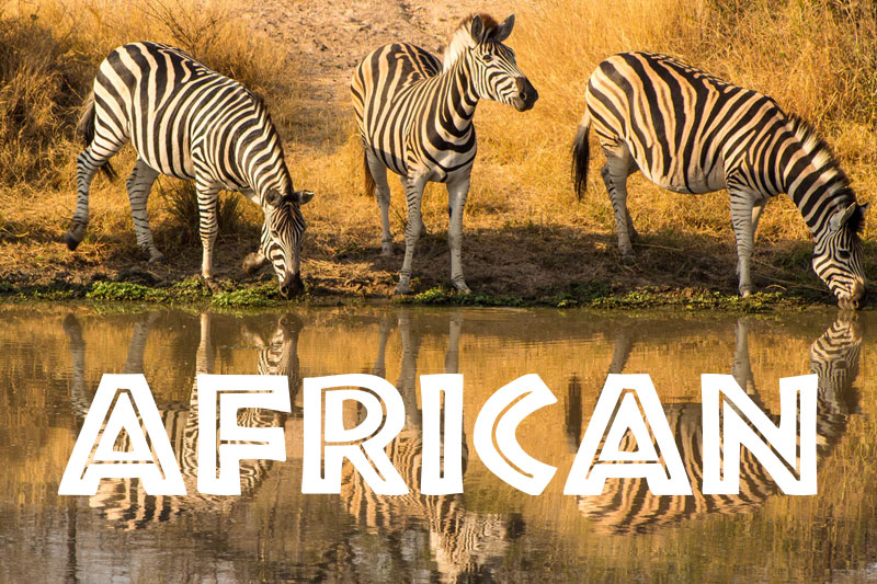 african animal font