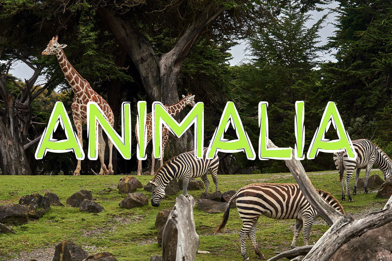 animalia animal font