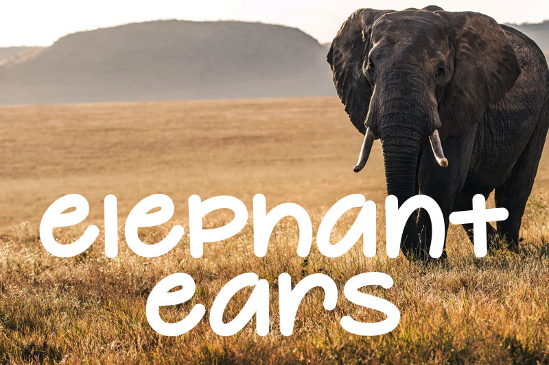 elephant ears animal font