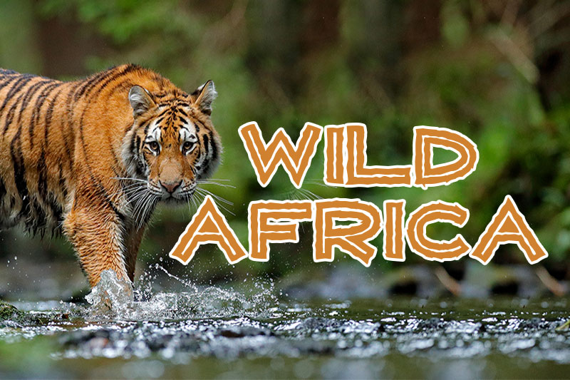 wild africa animal font