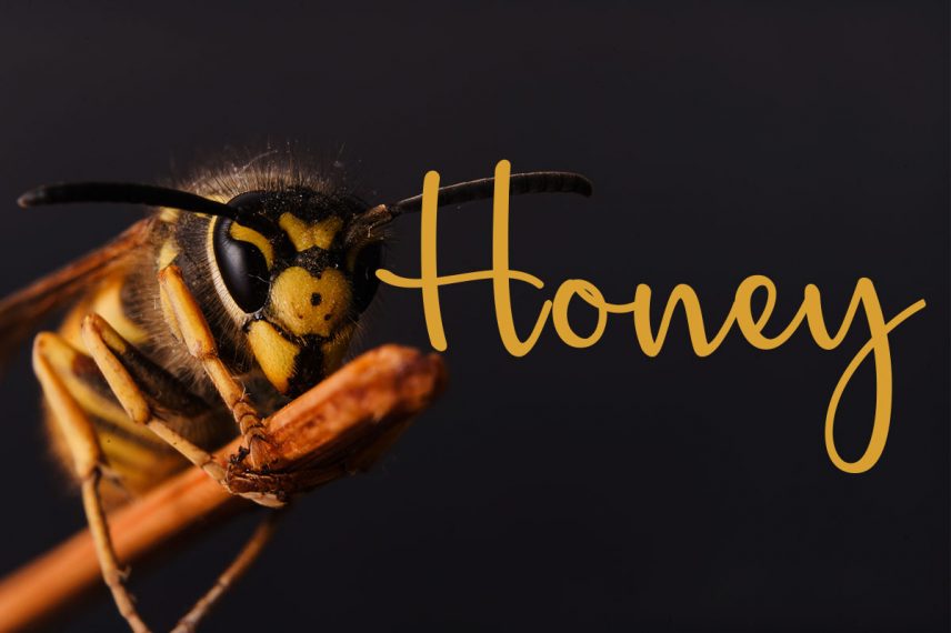honey and bee font